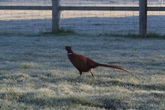 Pheasant