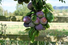 Plums