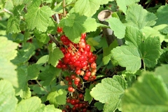 Redcurrants