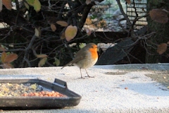 Robin